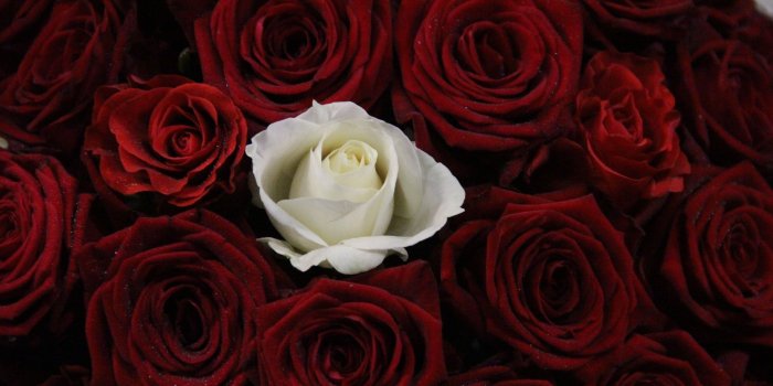 5184x3456 White Rose HD wallpaper | Wallpaper Flare