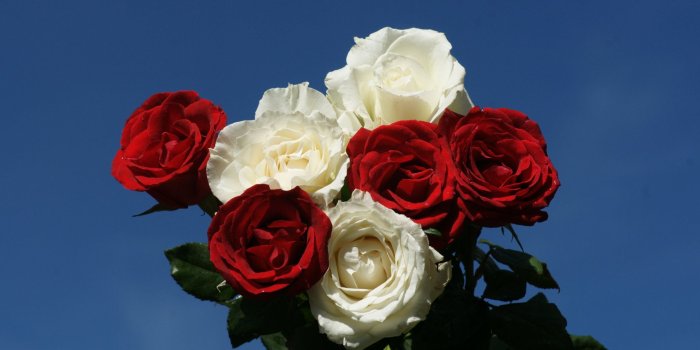 1920x1080 Red And White Roses HD wallpaper