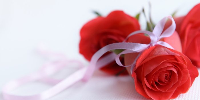 2560x1600 Roses Desktop Wallpaper - Wallpaper, High Definition, High Quality