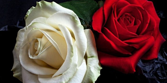 1024x768 38+] White Wallpaper with Pink Roses on WallpaperSafari