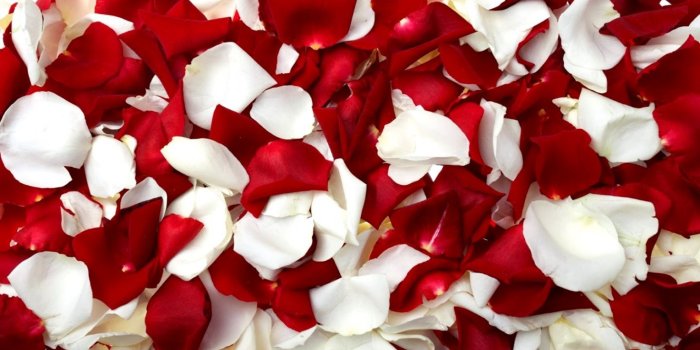 1472x900 Red And White Roses Wallpaper | Amazing Wallpapers
