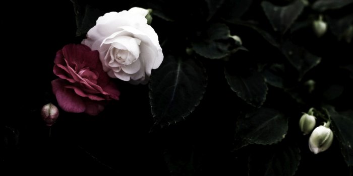 2880x1800 Red and White Roses wallpaper - Flower wallpapers - #28783