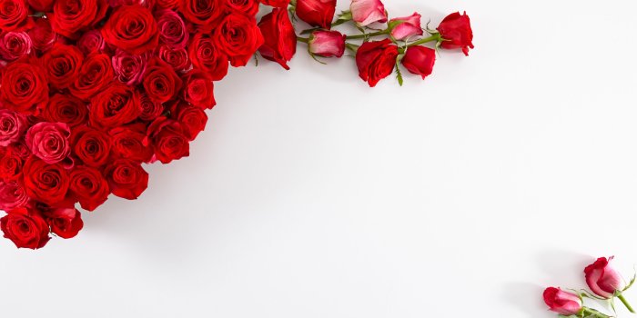 3840x2160 Red Roses on White Background ❤ 4K HD Desktop Wallpaper for • Wide