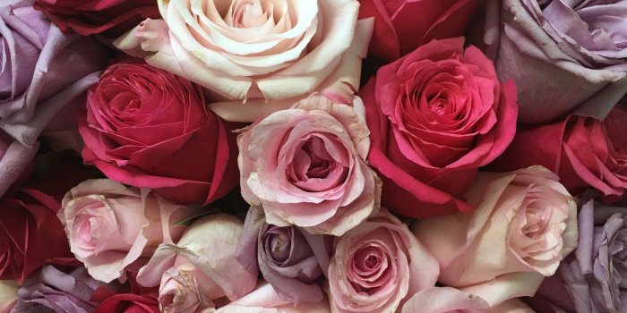 3024x3024 Pink and white roses HD wallpaper | Wallpaper Flare