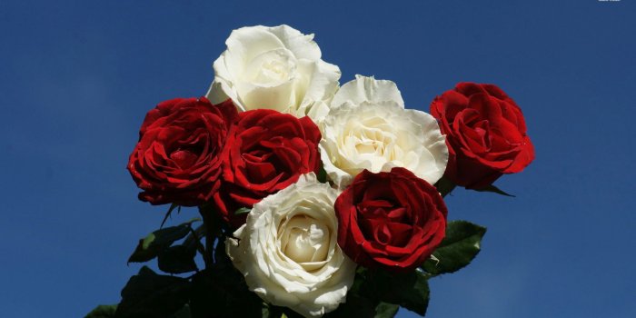 1920x1080 Red and White Roses wallpaper - Flower wallpapers - #28696