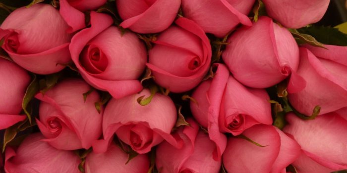 1024x768 Beautiful Roses HD Wallpaper Roses, Red Rose, Pink Rose, White Rose