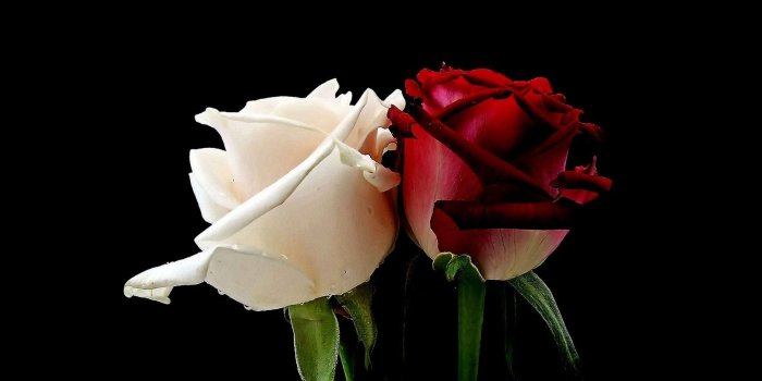 1680x1050 flowers, white roses, roses, red rose :: Wallpapers