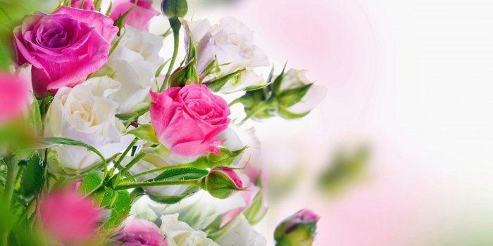 2560x1600 White Rose Wallpapers (67+ pictures)