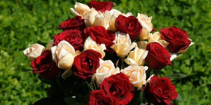 1024x768 The-best-top-desktop-roses-wallpapers-hd-rose-wallpaper-21…