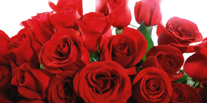 1920x1200 White Rose wallpaper - Flower wallpapers - #607