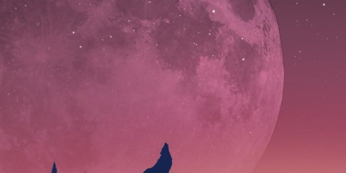 736x1308 3459 galaxy wolf wallpaper