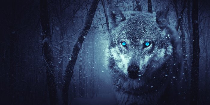 5616x3744 Fantasy Wolf Wallpaper - Wolf Wallpaper For Macbook (#129841) - HD