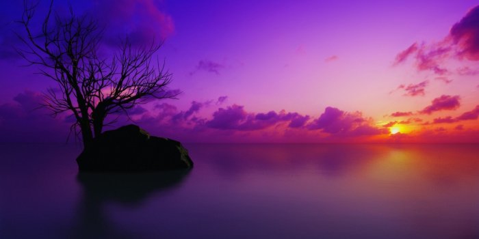 1920x1080 60+ Purple Nature Wallpapers - Download at WallpaperBro