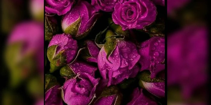 1080x1080 Colorful Flowers @flowerswllppr Instagram Profile | Picdeer