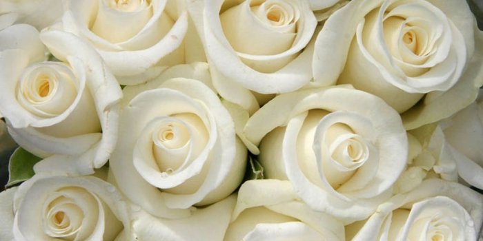 1024x768 White is my favorite color in flowers and bed linens | All about me