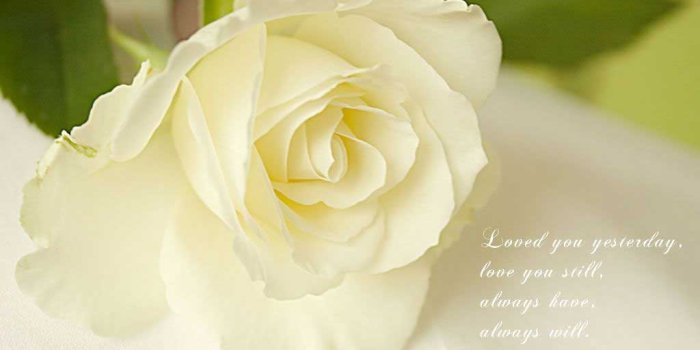 1024x768 White Rose Wallpapers