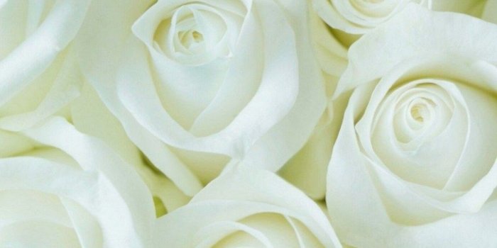 960x1706 This Story Behind White Rose Wallpaper Will Haunt You Forever