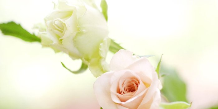 1024x768 flowers for flower lovers.: White rose desktop hd wallpapers.