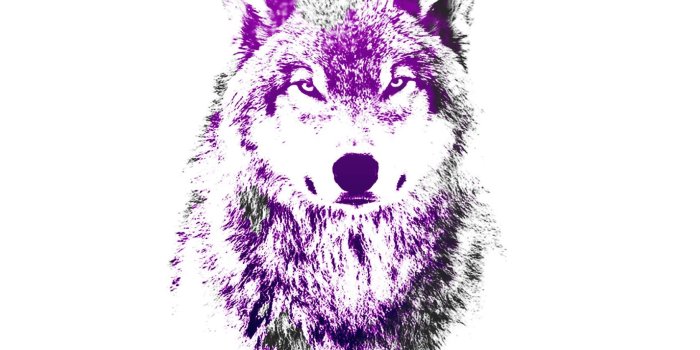 1675x1350 Purple Wolf Wallpaper (46+), Find HD Wallpapers For Free