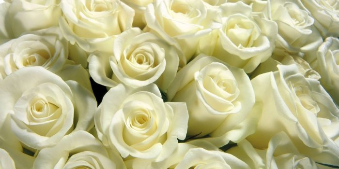 1920x1080 Bouquet of white roses wallpaper - Flower wallpapers - #21564