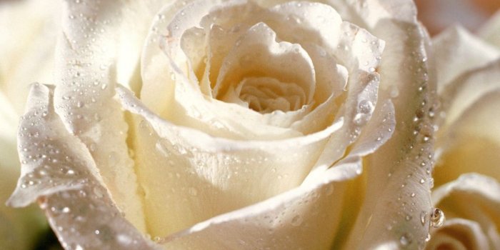1024x768 Beautiful Flower Wallpapers - Good Evening White Roses (#143690