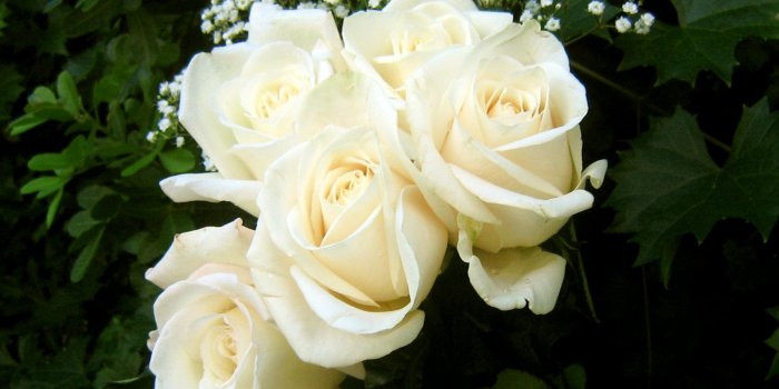 1600x1200 FLOWERS | mywebb