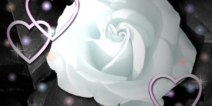 1280x1024 Download white rose flower wallpaper valentine day white rose flower