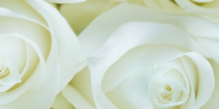 720x1280 White roses, decorations, flowers, 720x1280 wallpaper | Flowers