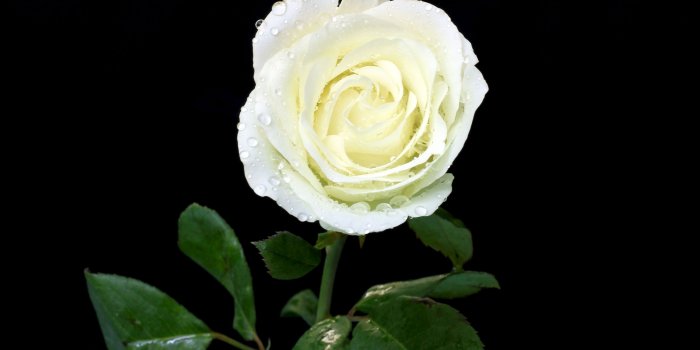 2880x1800 White rose [7] wallpaper - Flower wallpapers - #42669