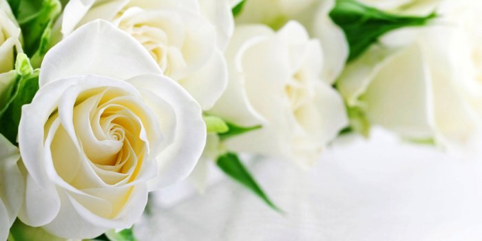 2560x1600 White Rose Live Wallpaper for Android - APK Download