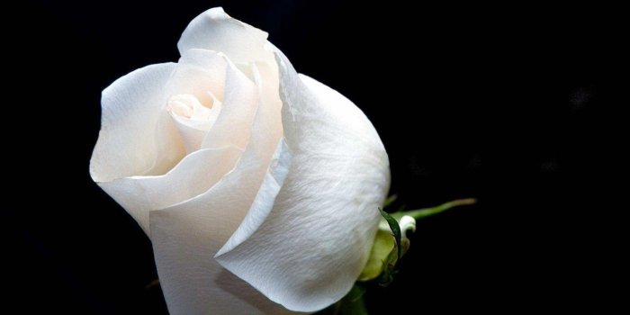 1500x1125 White Rose Wallpapers