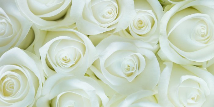 2048x1152 Download 2048x1152 Wallpaper White Roses, Flowers, Close Up, Dual