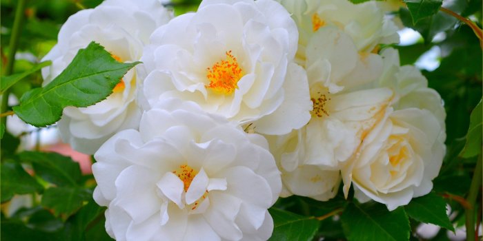 2880x1800 Wallpaper White roses, flowers, spring 2880x1800 HD Picture, Image