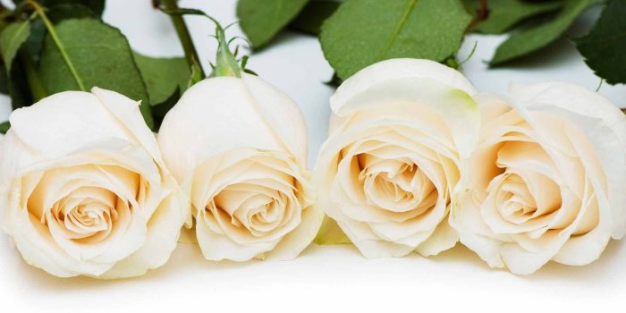 1920x1080 Four white rose flowers HD wallpaper | Wallpaper Flare