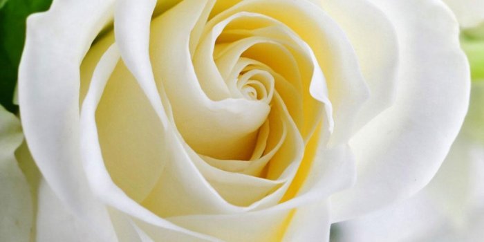 1080x1920 White Rose Live Wallpaper for Android - APK Download