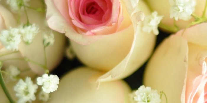 1080x1920 Flower, Plant, White, Rose, Flower Arranging Wallpaper for IPhone 6S