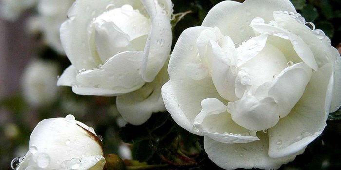1600x1143 White Rose Flower Wallpapers, 4K Ultra HD Wallpapers