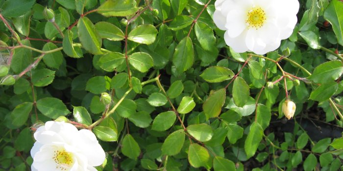 1920x1200 White Rose Like Flower 11 Free Hd Wallpaper - HdFlowerWallpaper.com