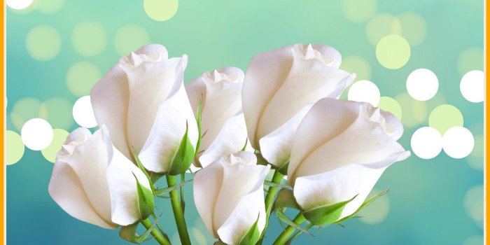 1970x1130 White Rose Wallpapers (56+ background pictures)