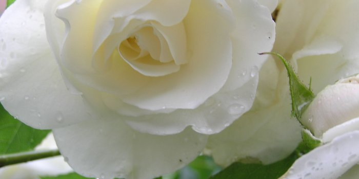 2288x1712 White Rose Flowers Wallpaper
