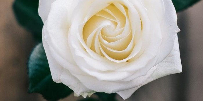 1242x2208 Pretty Rose iPhone Wallpapers - Top Free Pretty Rose iPhone