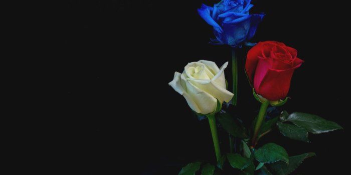 2048x1152 Download 2048x1152 Wallpaper Blue, Red, White Roses, Flowers, Dual