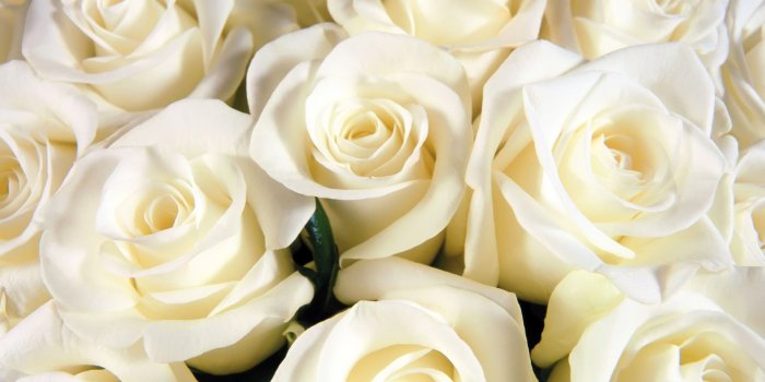 1920x1200 White Rose Wallpaper - Wallpapers Browse