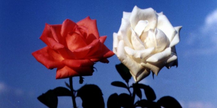 1500x1200 Flower Flowers Roses Red White Rose Picture Wallpaper Free ~ Flower