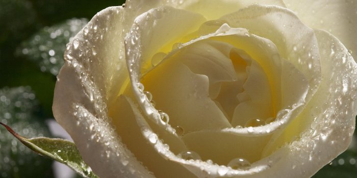 2560x1600 Download White Rose Flower Wallpapers White Rose [2560x1600] | 73+