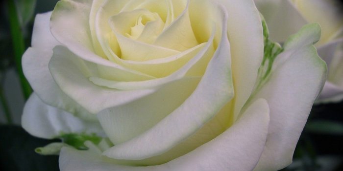 1142x988 November 21, 2016 wallpapers Page 3: Flowers Roses White Rose Flower