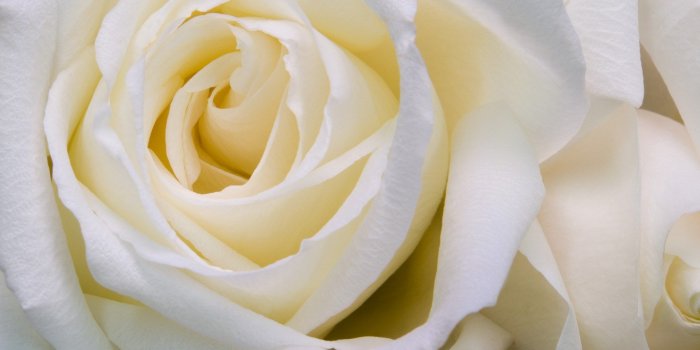 1920x1200 Flowers Roses White Flowers White Rose Wallpaper [1920x1200]