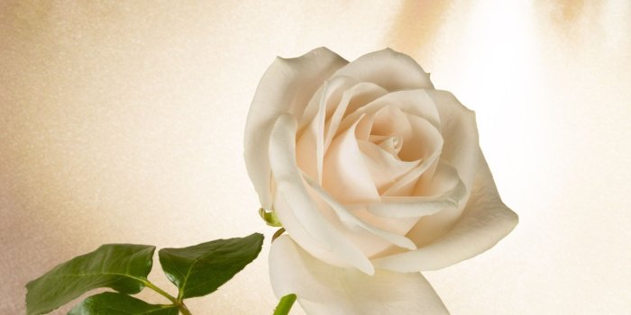 2560x1600 Flower: Flowers Yaty Beauty Friend Nature White Roses Rose Animated