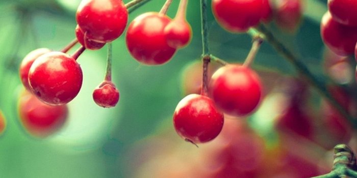 1080x1920 Nature Samsung Galaxy S5 Cherry Smartphone Wallpaper - Hd For Mobile