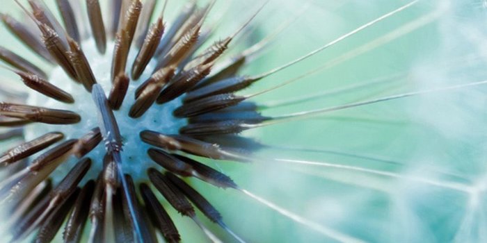 1080x1920 Dandelion Wallpaper ·① WallpaperTag